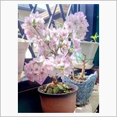 🌸御殿場桜🌸満開宣言🌸