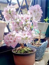 🌸御殿場桜🌸満開宣言🌸