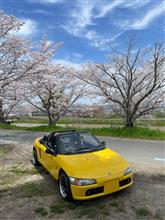 さくら満開です