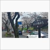 桜満開、ポタリング。