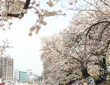 お花見