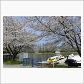 自宅周辺の桜めぐり