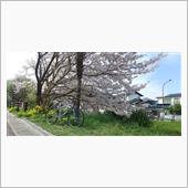 花見プチツーは今日だった