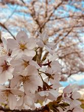 お花見🌸