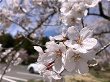 今日の桜パトロール