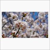 金　→　桜
