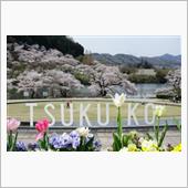 満開宣言の日曜日🌸