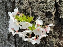 2024-4-7船橋市習志野台の桜🌸