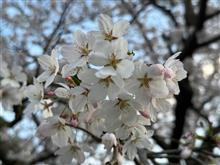一気に春　一気に（ほぼ）満開
