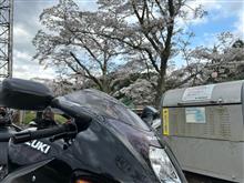 桜プチツーリング。
