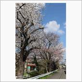 所沢、東川の桜から川越小仙波 ...
