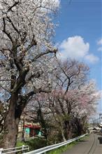 所沢、東川の桜から川越小仙波の桜