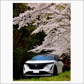 今日も桜