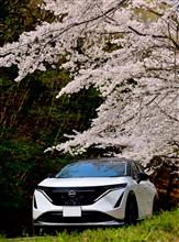 今日も桜