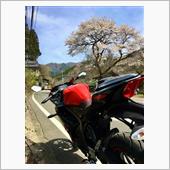 桜が散る前に間に合いました