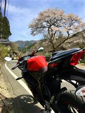 桜が散る前に間に合いました