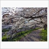 見沼の桜だより－その4