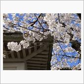 さくら満開の三嶋大社_(4月 ...