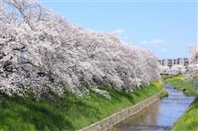 春爛漫、佐保川の桜 