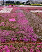 桜は桜でも・・・