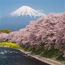 2024桜の記録