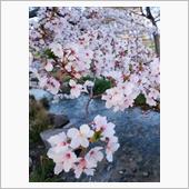 やっぱり桜はイイね〜