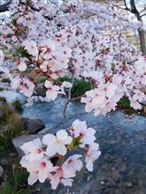 やっぱり桜はイイね〜