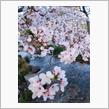 やっぱり桜はイイね〜