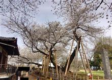 🌸日本五大桜 石戸の蒲ザクラを見に行ってきた。
