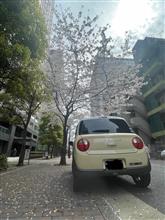ラパンと🌸