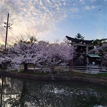 定例会から帰宅後の自宅前の🌸桜たち
