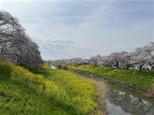 近隣の桜