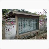 お花見日和🌸