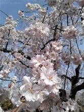 榴岡公園のさくらまつり。 