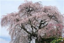 又兵衛桜（本郷の瀧桜）2024年