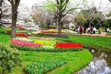 昭和記念公園、チュ－リップ編