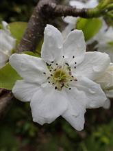 満開ですね🌸