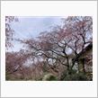 桜の隠れ名所