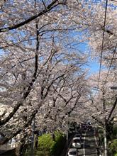 桜坂