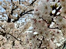 お江戸の桜を見てきました