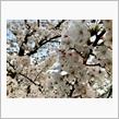 お江戸の桜を見てきました