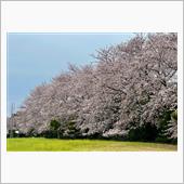 40年近くの桜