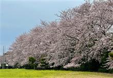 40年近くの桜