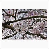 吉野山と法隆寺