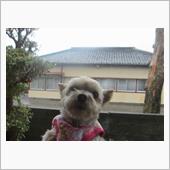 お昼休み返上でお散歩🐶🌂