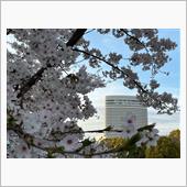 朝桜🌸 夕桜🌸