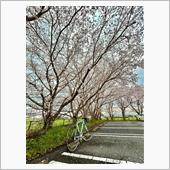 通勤路で2024年度桜シーズ ...