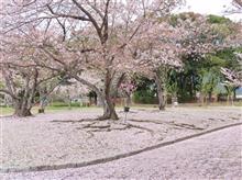 桜・絨毯