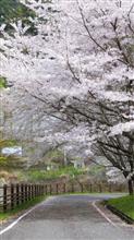 以前から気になっていた🌸スポットへ行ってみたら😊♪ 