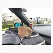 愛犬とのドライブ